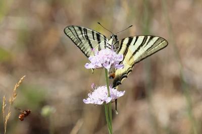<i>Iphiclides podalirius</i>
