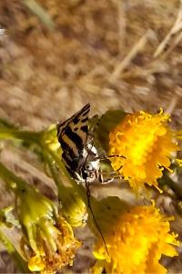<i>Emmelia trabealis</i>