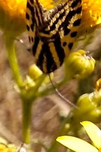 <i>Emmelia trabealis</i>