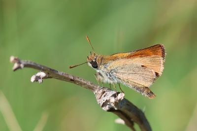 <i>Thymelicus sylvestris</i>