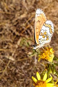 <i>Melitaea cinxia</i>