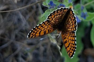 <i>Melitaea cinxia</i>