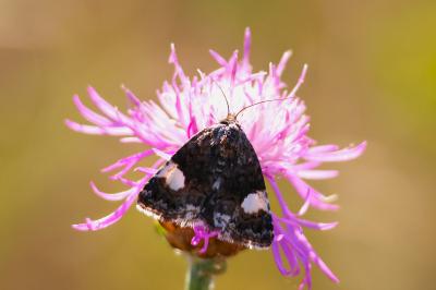 <i>Tyta luctuosa</i>