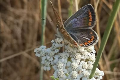<i>Polyommatus icarus</i>