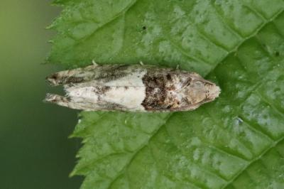 <i>Gypsonoma aceriana</i>
