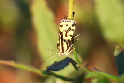 <i>Emmelia trabealis</i>