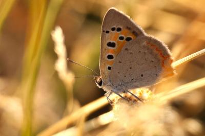 <i>Lycaena phlaeas</i>