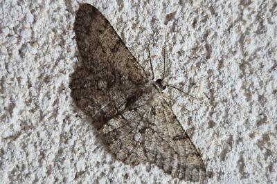 <i>Hypomecis punctinalis</i>