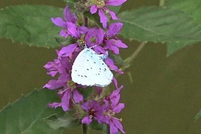 <i>Celastrina argiolus</i>