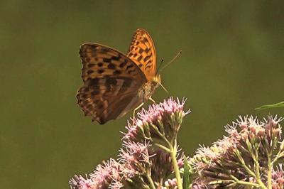 <i>Argynnis paphia</i>