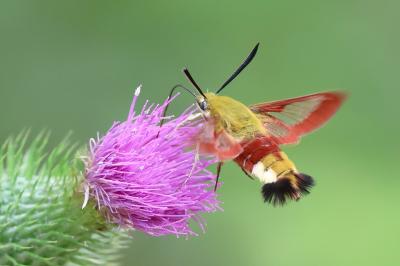 <i>Hemaris fuciformis</i>
