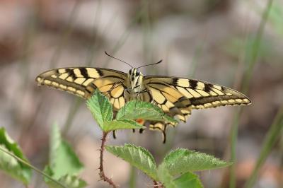 <i>Papilio machaon</i>