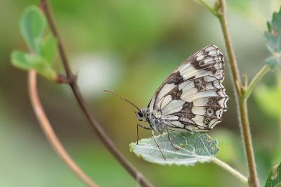 <i>Melanargia galathea</i>