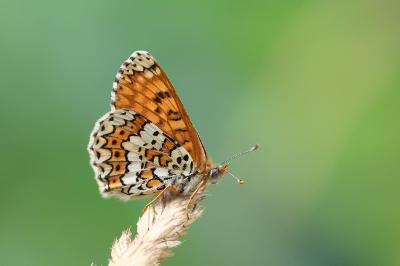 <i>Melitaea cinxia</i>