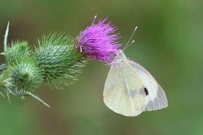 <i>Pieris brassicae</i>