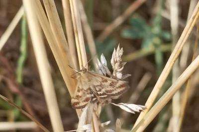 <i>Pyrausta despicata</i>