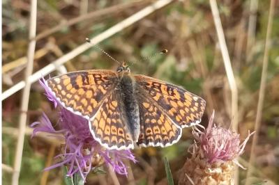 <i>Melitaea cinxia</i>