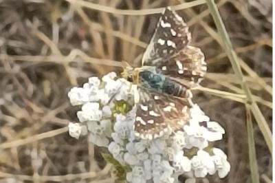 <i>Spialia sertorius</i>