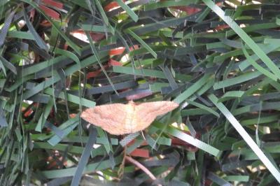 <i>Camptogramma bilineata</i>