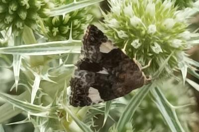 <i>Tyta luctuosa</i>