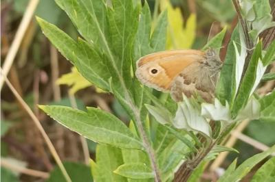 <i>Coenonympha pamphilus</i>