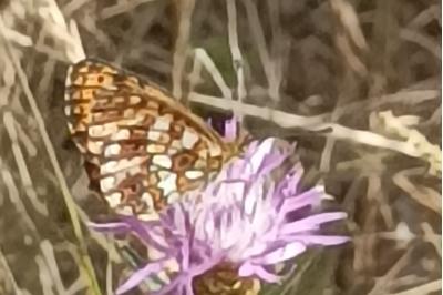 <i>Boloria selene</i>