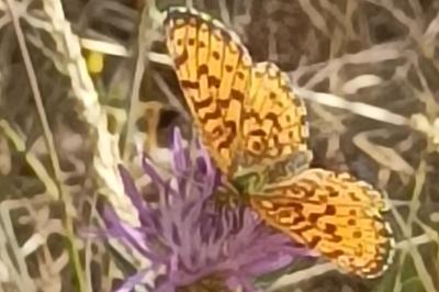 <i>Boloria selene</i>