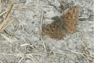<i>Erynnis tages</i>