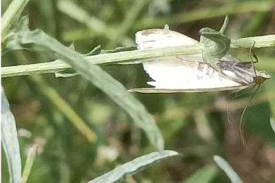 <i>Sitochroa palealis</i>