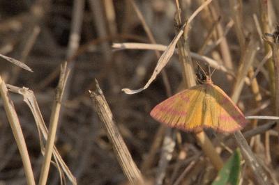 <i>Lythria cruentaria</i>