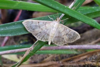 <i>Patania ruralis</i>