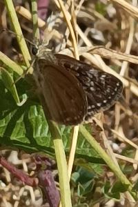 <i>Erynnis tages</i>