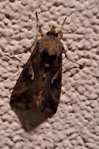 <i>Autographa gamma</i>