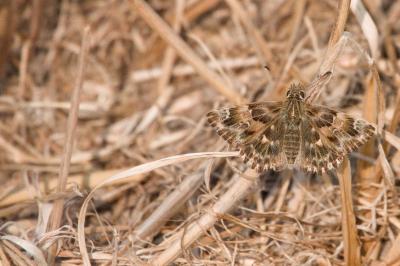 <i>Carcharodus alceae</i>