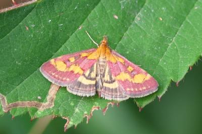 <i>Pyrausta purpuralis</i>
