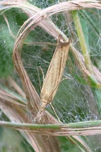 <i>Agriphila straminella</i>