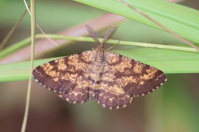 <i>Ematurga atomaria</i>