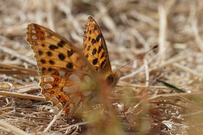 <i>Issoria lathonia</i>