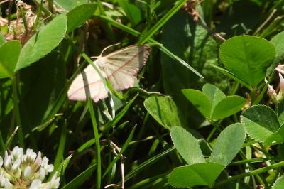 <i>Timandra comae</i>