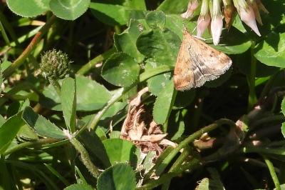<i>Pyrausta despicata</i>