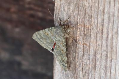 <i>Catocala elocata</i>
