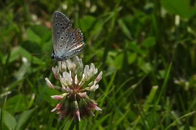 <i>Polyommatus icarus</i>