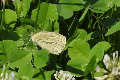 <i>Pieris brassicae</i>
