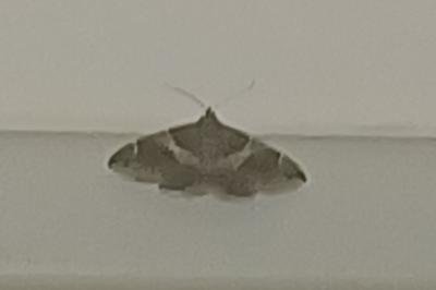 <i>Dysgonia algira</i>
