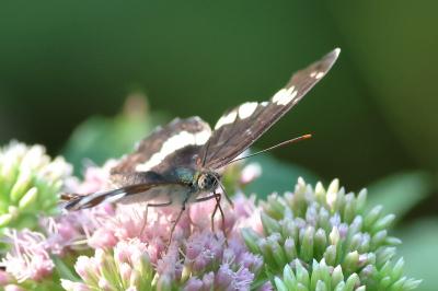 <i>Limenitis camilla</i>