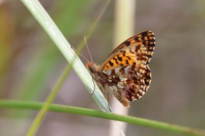 <i>Boloria dia</i>