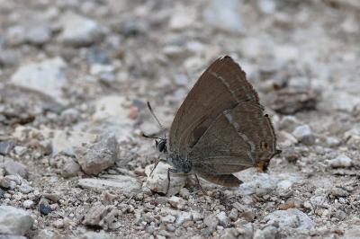 <i>Quercusia quercus</i>