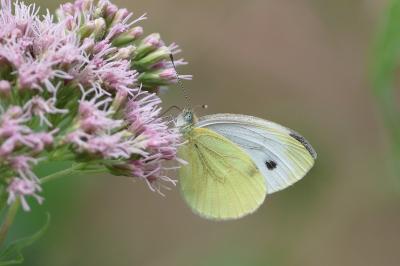 <i>Pieris napi</i>