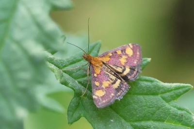 <i>Pyrausta purpuralis</i>
