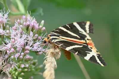 <i>Euplagia quadripunctaria</i>